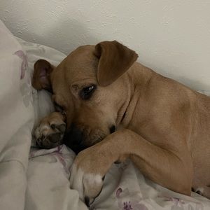 Meet your Posher, Azyeb